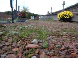  Enherbage des allées de cimetières 