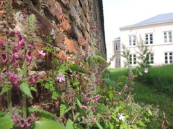  Gestion différenciée des espaces verts (3) 