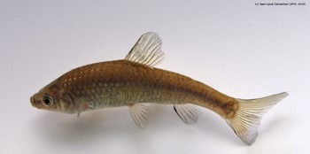 poisson 1