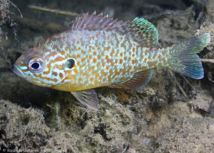 poisson 2